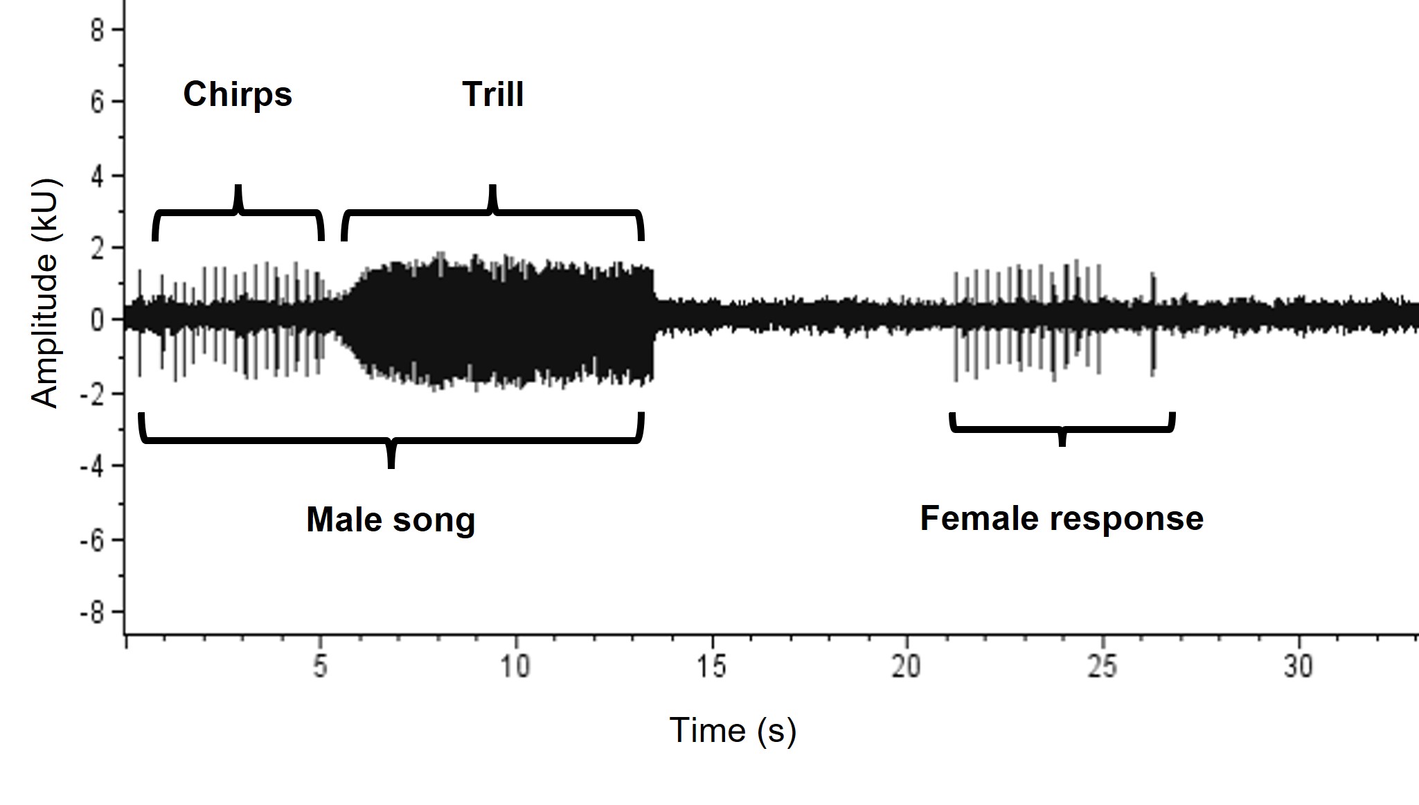 Male psylla song